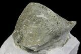 Pyrite Replaced Brachiopod (Paraspirifer) Fossil on Shale - Ohio #136654-1